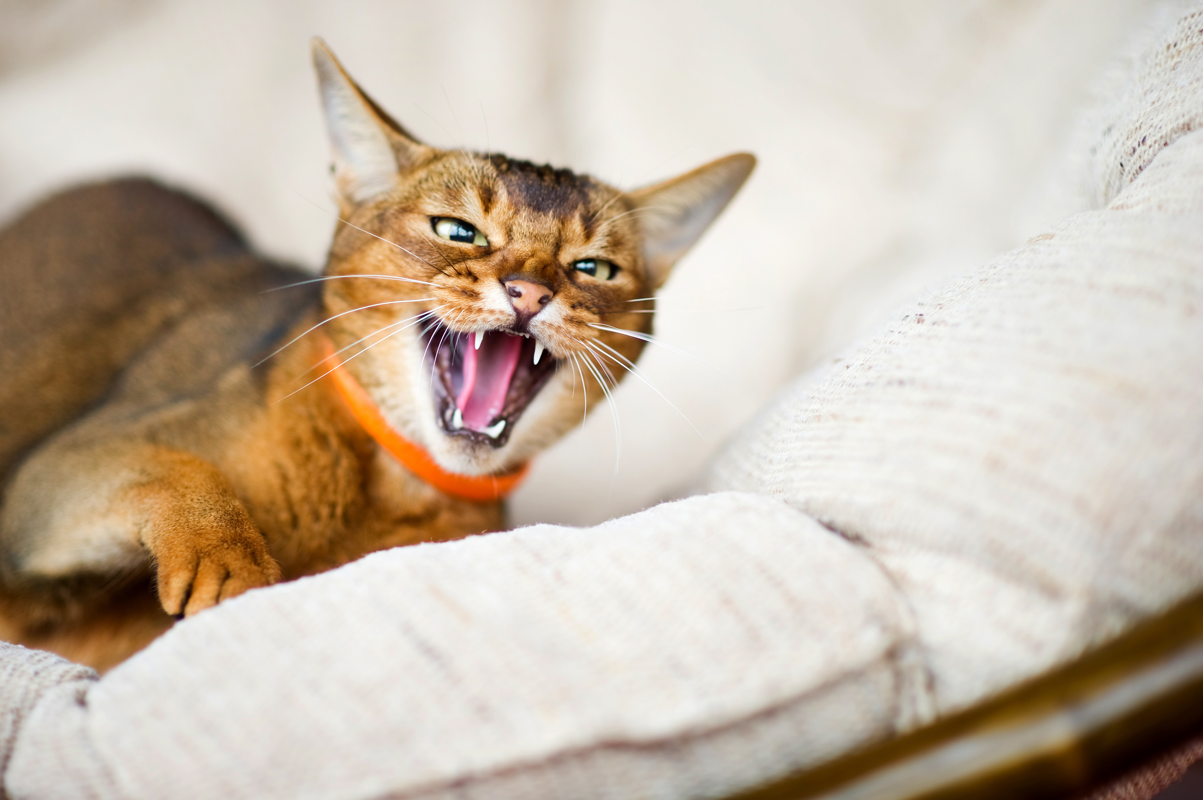Why cats reject traditional supplement formats